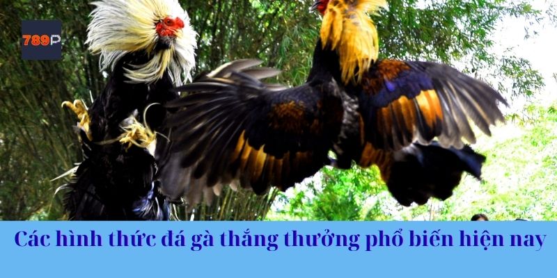 Các hình thức đá gà thắng thưởng phổ biến hiện nay
