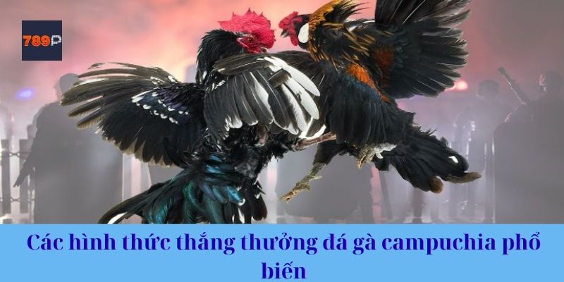 Các hình thức thắng thưởng đá gà campuchia phổ biến