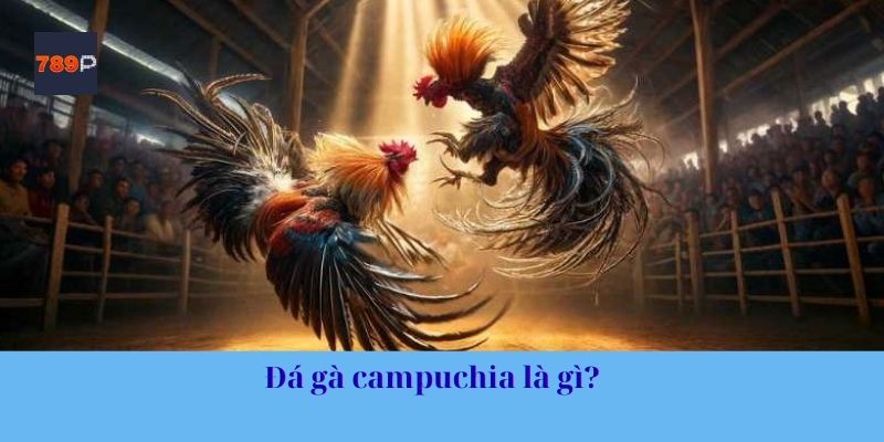 Đá gà campuchia là gì?