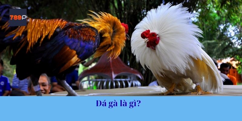 Đá gà là gì?