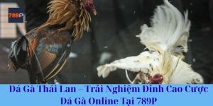Đá Gà Thái Lan – Trải Nghiệm Đỉnh Cao Cược Đá Gà Online Tại 789P