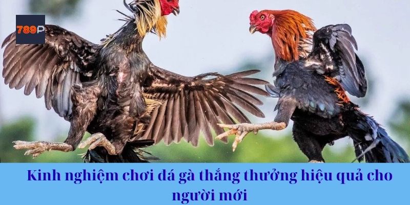 Kinh nghiệm chơi đá gà thắng thưởng hiệu quả cho người mới