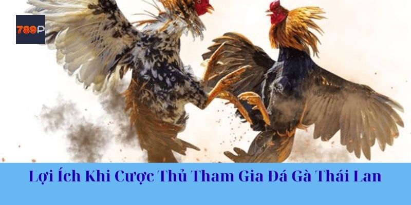 Lợi Ích Khi Cược Thủ Tham Gia Đá Gà Thái Lan 