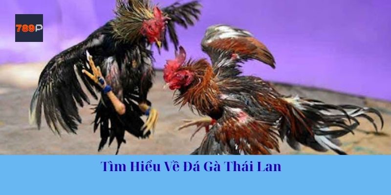 Tìm Hiểu Về Đá Gà Thái Lan